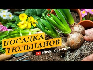 Посадка тюльпанов с Императорским Рябчиком.