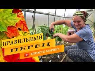 Болгарский перец. Сладкий перец. Перец в теплице.