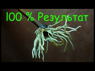 Проращивание черенков винограда, 100% результат !!!