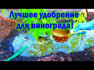 Лучшее удобрение для винограда! Эффективная подкормка.