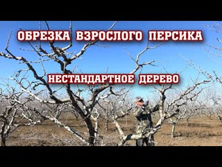 Обрезка взрослого персика / нестандартное дерево.