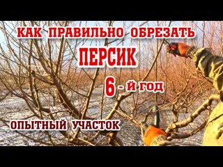 Правильная ОБРЕЗКА ПЕРСИКА / 6-год после посадки/опытный участок