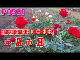 МАСТЕР-КЛАСС по выращиванию саженцев роз за 15 мин МАСТЕР-КЛАСС по выращиванию саженцев роз за 15 мин