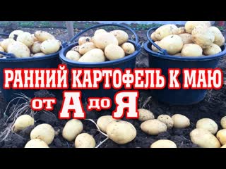Суперранний картофель к маю!!! Метод выращивания от А до Я