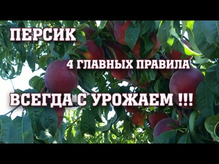 ВСЕГДА С УРОЖАЕМ / 4 ГЛАВНЫХ ПРАВИЛА по выращиванию персика!