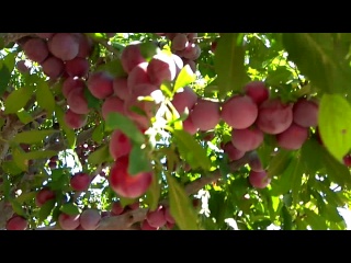 Огромный урожай алычи сорта "Обильная"