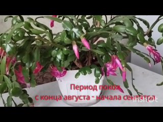 Почему не цветёт декабрист?