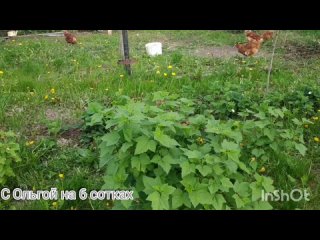 Основные болезни чёрной смородины.