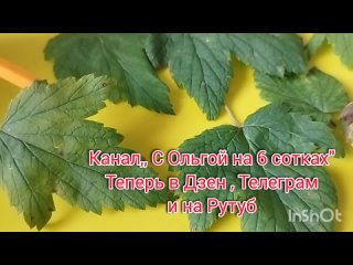 Болезни смородины