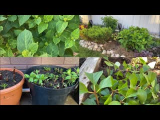 Обзор Гортензий после кардинальной обрезки/ нормирование кустов/укореняю черенки/ крупнолистная &hellip;