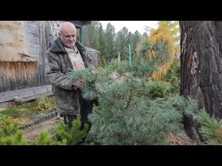 Сосна веймутова гималайская (Pinus wallichiana) в Сибири
