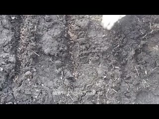 Сеем укроп в открытый грунт