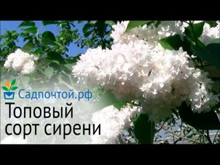 Как понять, что это действительно сирень Красавица Москвы