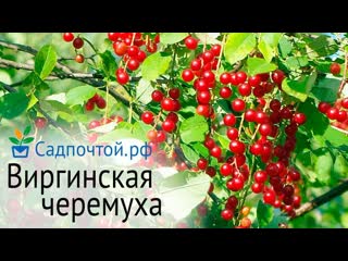 Черемуха виргинская - крупные ягоды, значительно более вкусные, чем у обычной черемухи