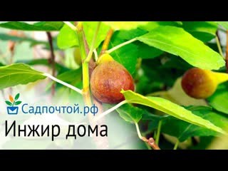 Инжир или смоковница или фига выращивание в комнате и на улице