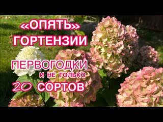 ГОРТЕНЗИИ В САДУ / НА 16 сентября / ПЕРВОГОДКИ УДИВЛЯЮТ