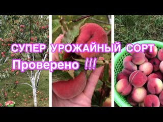 Проверенный сорт персика! Супер урожай каждый год! Хорош для 5й зоны ???