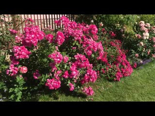 Как продлить розовое цветение в саду!? Роза Ангела и Зе фэйри!! Rose Angela !! Rose The Fairy