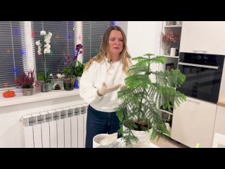Араукария. Как выращивать. Мой уход в домашних условиях.