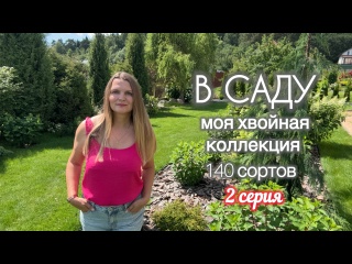 Приглашаю на просмотр хвойной коллекции в моём саду. Вторая серия