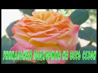 УНИКАЛЬНАЯ ПОДКОРМКА ДЛЯ РОЗ НА ВЕСЬ СЕЗОН
