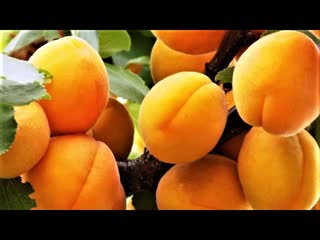 Абрикос и Алыча (2 год)/Летняя Обрезка и Формировка Чашей/Как Посадить Абрикос Саженец/ 2 часть