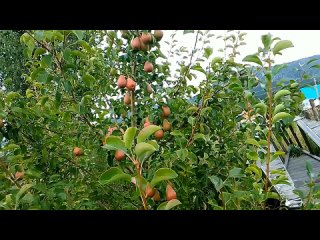 проблема пересорта с которой я столкнулся - часть вторая