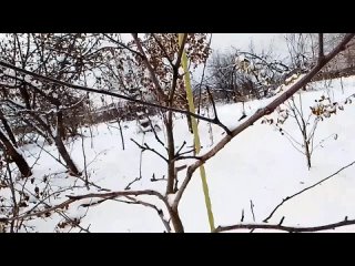 Как хранить подвои и когда резать черенки?