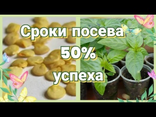 Когда сеять перец на рассаду