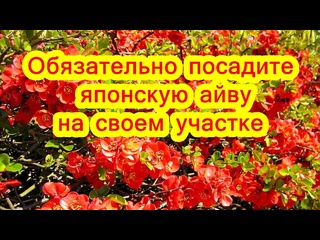 Красиво и полезно. Обязательно посадите японскую айву у себя на участке