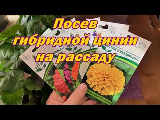 Посев гибридной цинии на рассаду