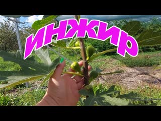 Инжир. Итоги первого года