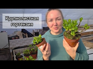 Приобрела себе крупнолистную гортензию