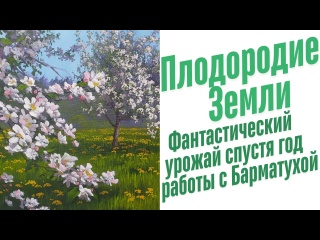 Как ухаживать за яблоней?