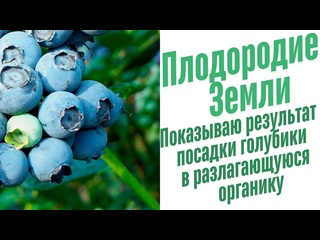 Выращивание голубики в открытом грунте