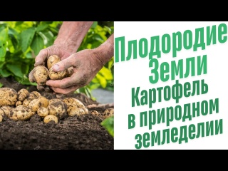 Картофель в природном земледелии