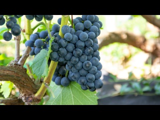Самые сладкие винные сорта винограда