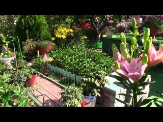 Баклажаны Уход, агротехника, подкормки, обработка от болезней и вредителей