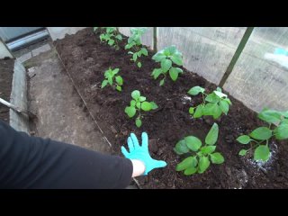 Высадка перца в теплицу