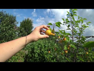 Выращивание абрикосов на Урале