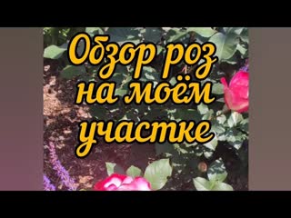 Обзор роз на моём участке. Коко-Локо - моя любимая роза.