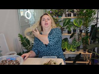 ПЕРЕСАДКА АЛОКАЗИЙ из мха в грунт? Блэк вельвет Пинк, Веном, Кортхалси, Амазоника Альбо и Диоскорея? ПЕРЕСАДКА АЛОКАЗИЙ из мха в грунт? Блэк вельвет Пинк, Веном, Кортхалси, Амазоника Альбо и Диоскорея?