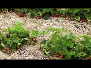? Клубника для начинающих. Секреты выращивания