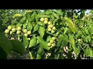 Самый простой способ вырастить грецкий орех из семян в открытом грунте