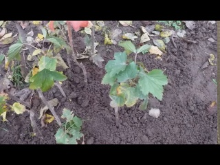 Как размножить смородину черенками в открытом грунте