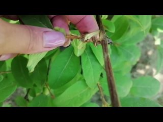 ЗЕЛЕНОЕ ЧЕРЕНКОВАНИЕ ЖИМОЛОСТИ