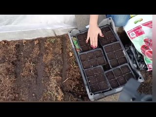16 марта. СЕЮ РАССАДУ В МОБИЛЬНЫХ ГРЯДКАХ. СОБИРАЮ УРОЖАЙ И ПЕКУ НАСТОЯЩУЮ ГАТУ. Семейный влог