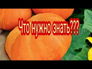 Как вырастить тыкву?Что нужно знать?