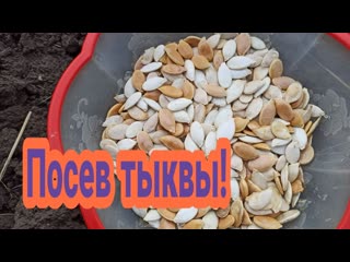 Как сажать тыкву в открытый грунт семенами?
