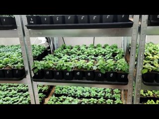 Как выращиваю цветочную рассаду в домашних условиях.